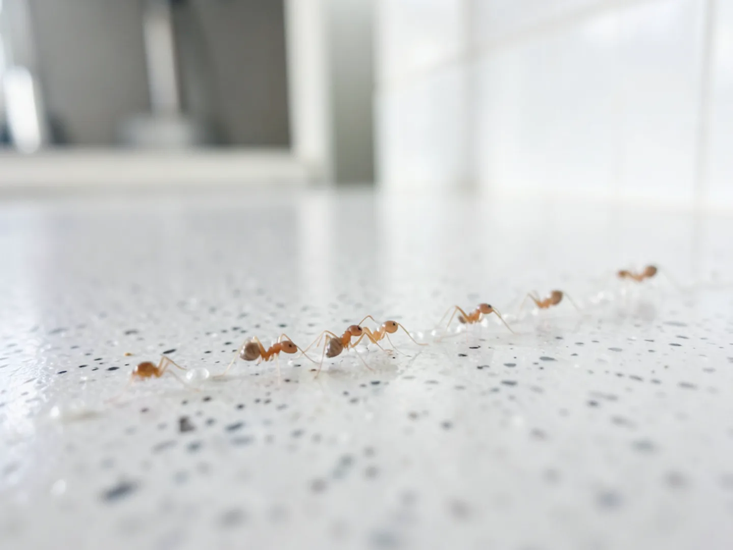 Ghost ants trailing along kitchen tile backsplash seam