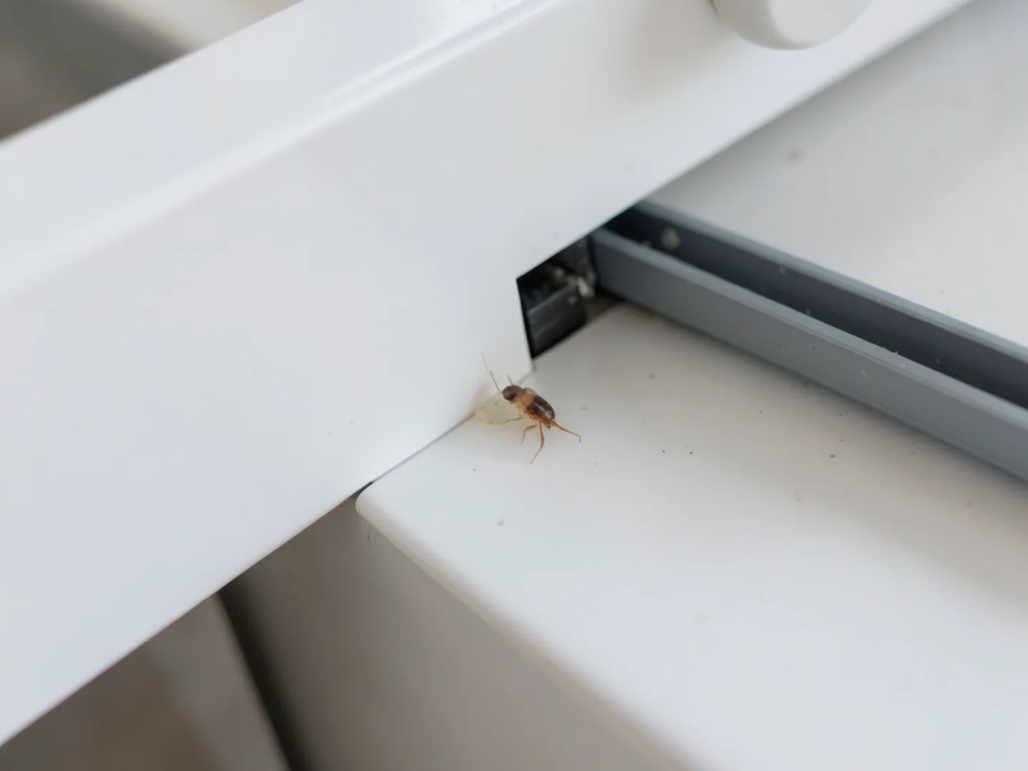 Precision gel bait placement inside dark cabinetry crevice